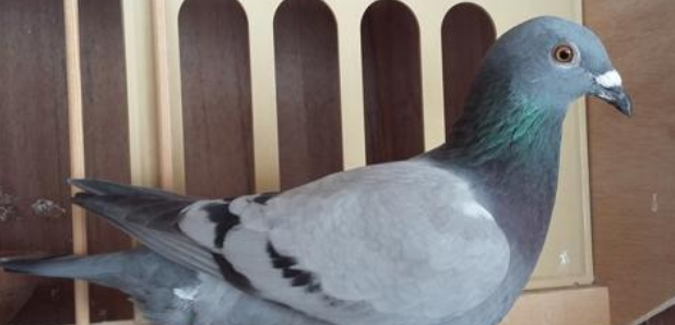 Tony The Radio X Pigeon